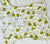 Gul Olive Green MulMul Short Kurti